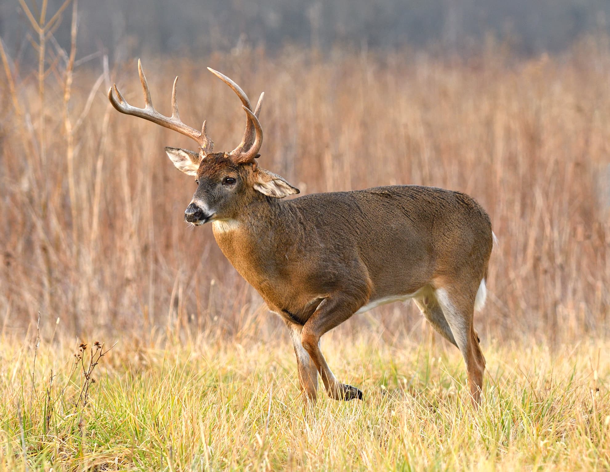 Characteristics Of Whitetail Deer Antlers Mossy Oak Gamekeeper