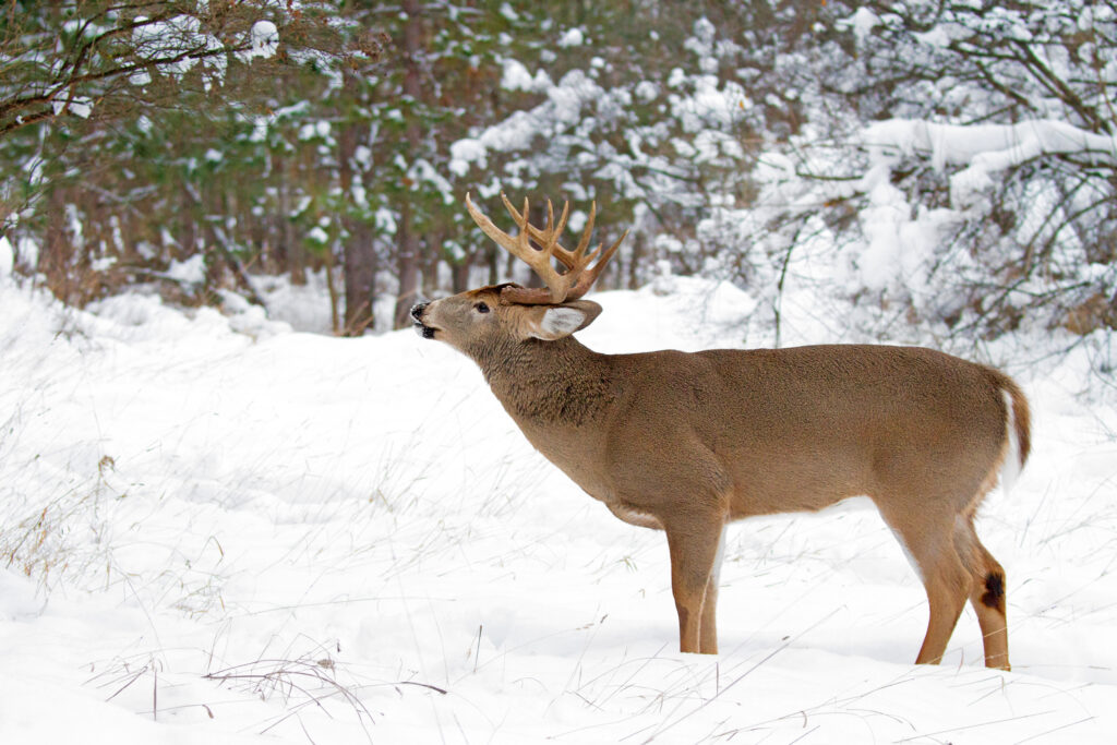 whitetail in snow