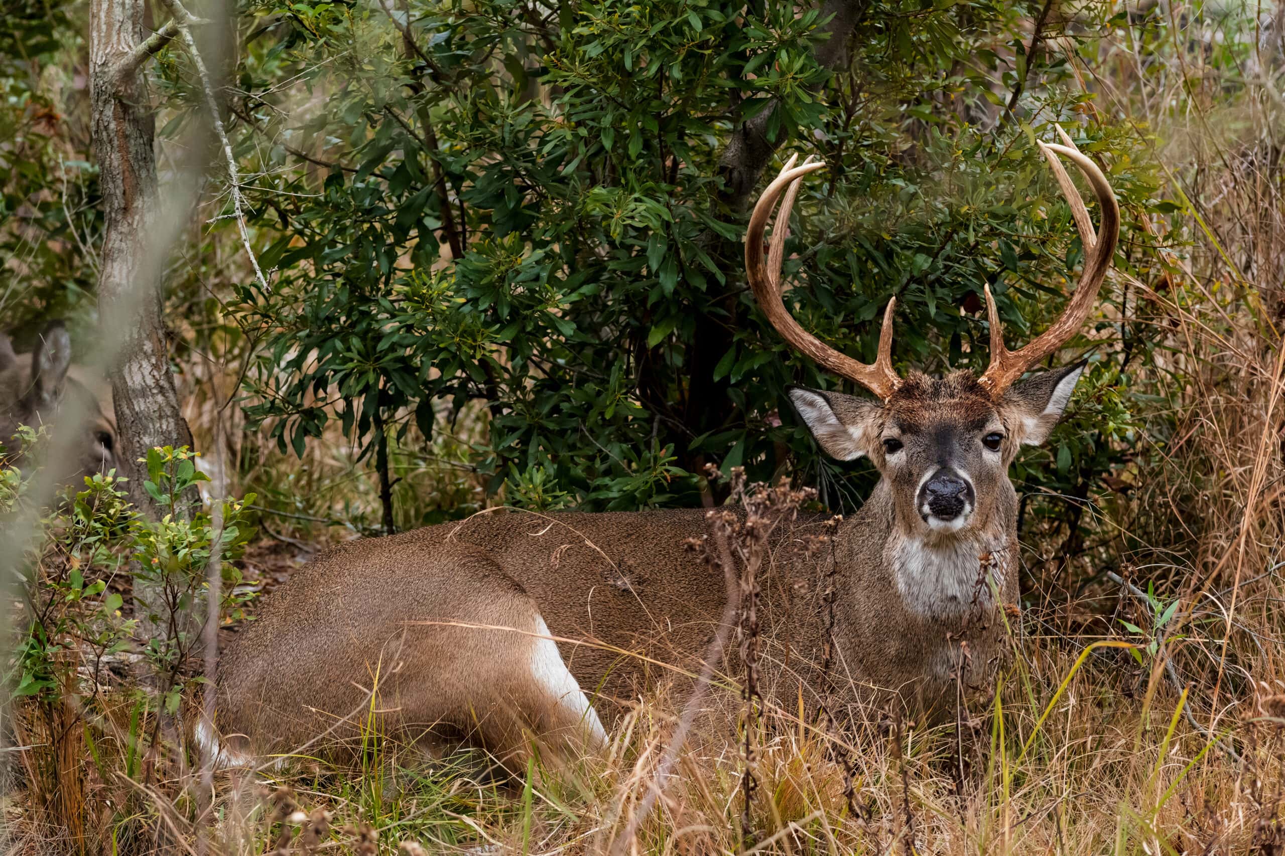 Predicting Whitetail Movement | Mossy Oak Gamekeeper