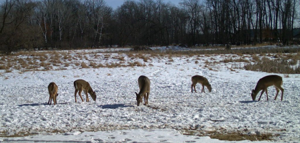 deer-in-winter-food-plot