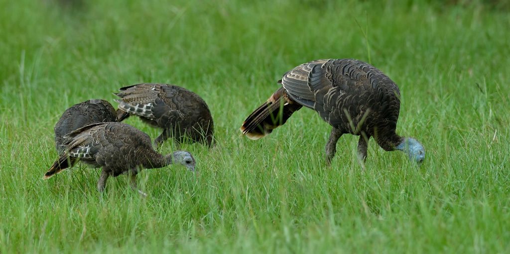 poults-in-field-with-hen