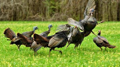 Understanding-Wild-Turkeys