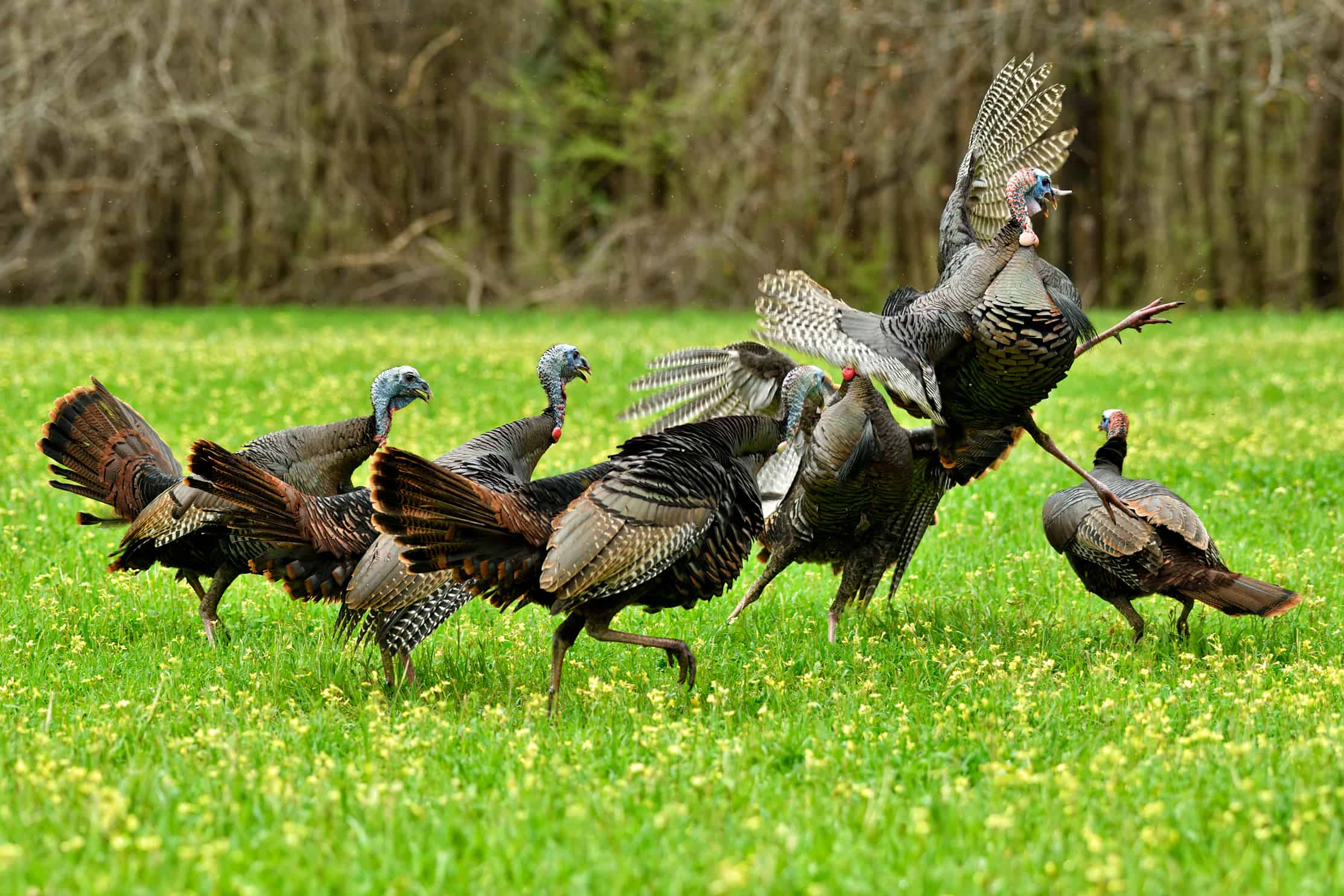 Understanding Wild Turkeys: A Closer Look | Mossy Oak Gamekeeper