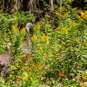 Wildflower Plots and Wild Turkey Habitat
