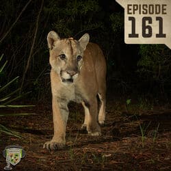 EP:161 | Path of the Panther