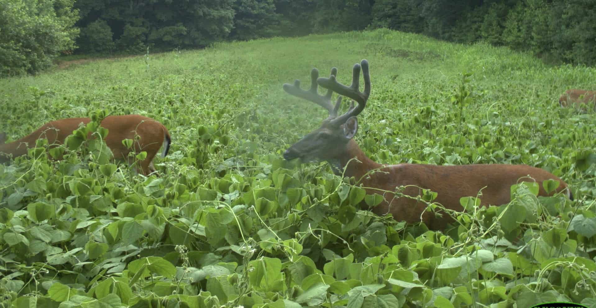 The Best Summer Food Plots For Deer Mossy Oak Gamekeeper