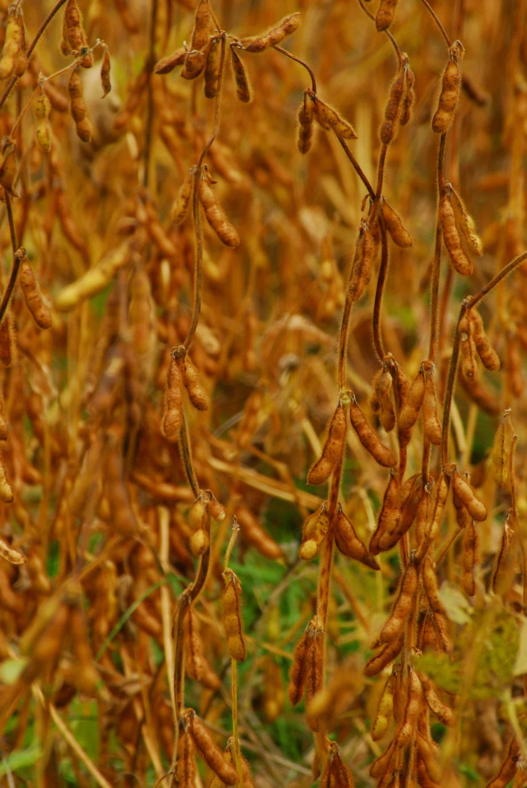 When to Plant Beans and Peas for Whitetail Deer? Mossy Oak Gamekeeper