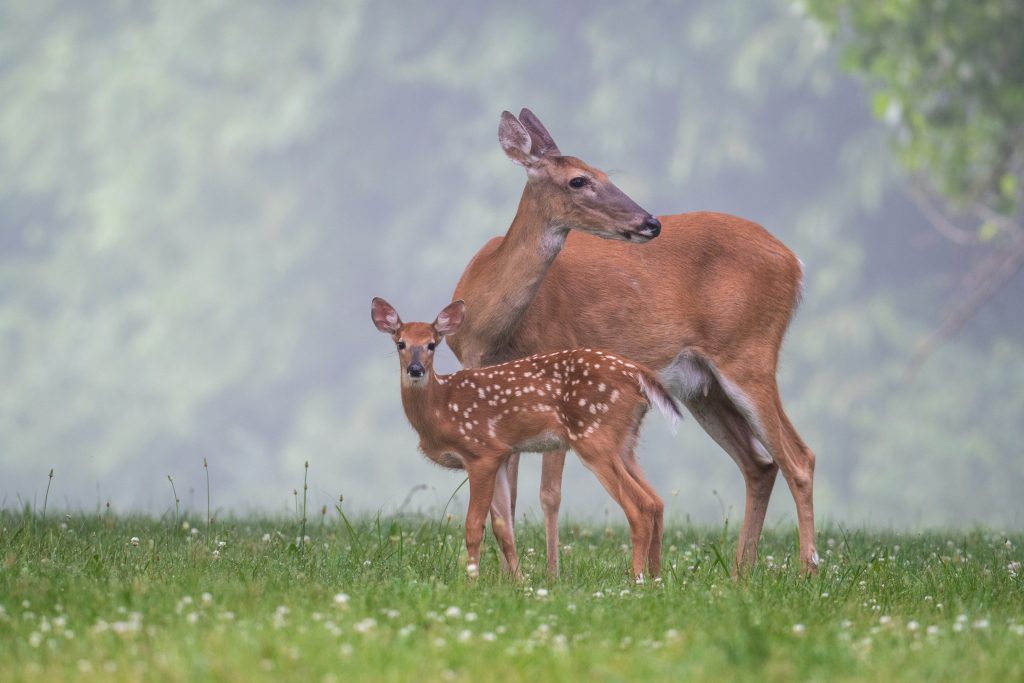 fawn-with-doe