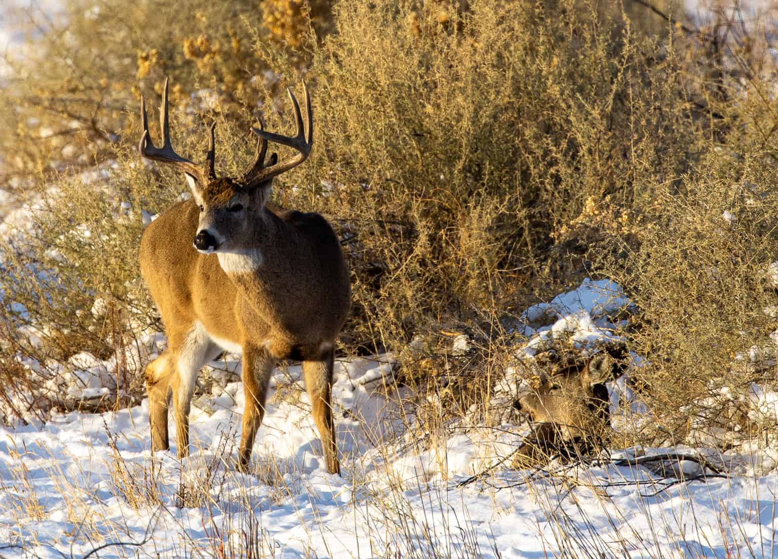 Timing the Whitetail Rut | Mossy Oak Gamekeeper
