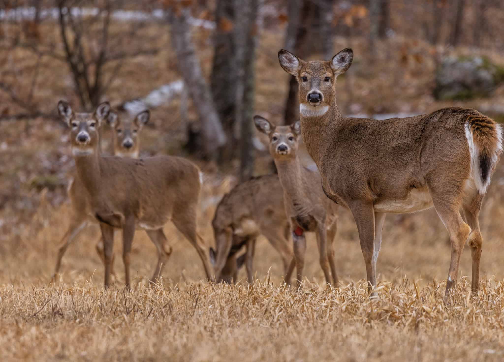 Harvesting Does What, When, Where, How and Why Mossy Oak Gamekeeper