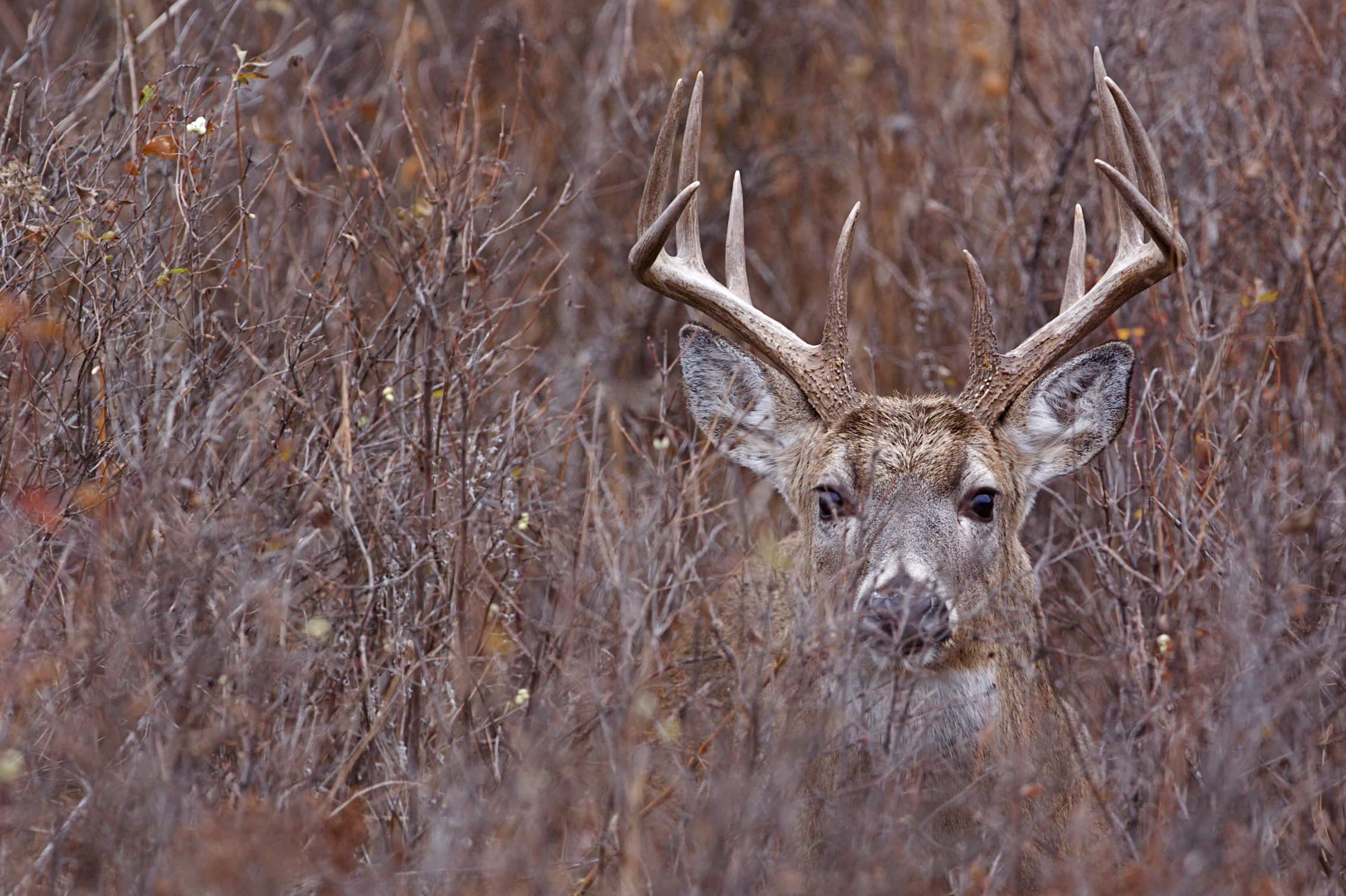 Dormant Season Deer Browse Mossy Oak Gamekeeper 8436