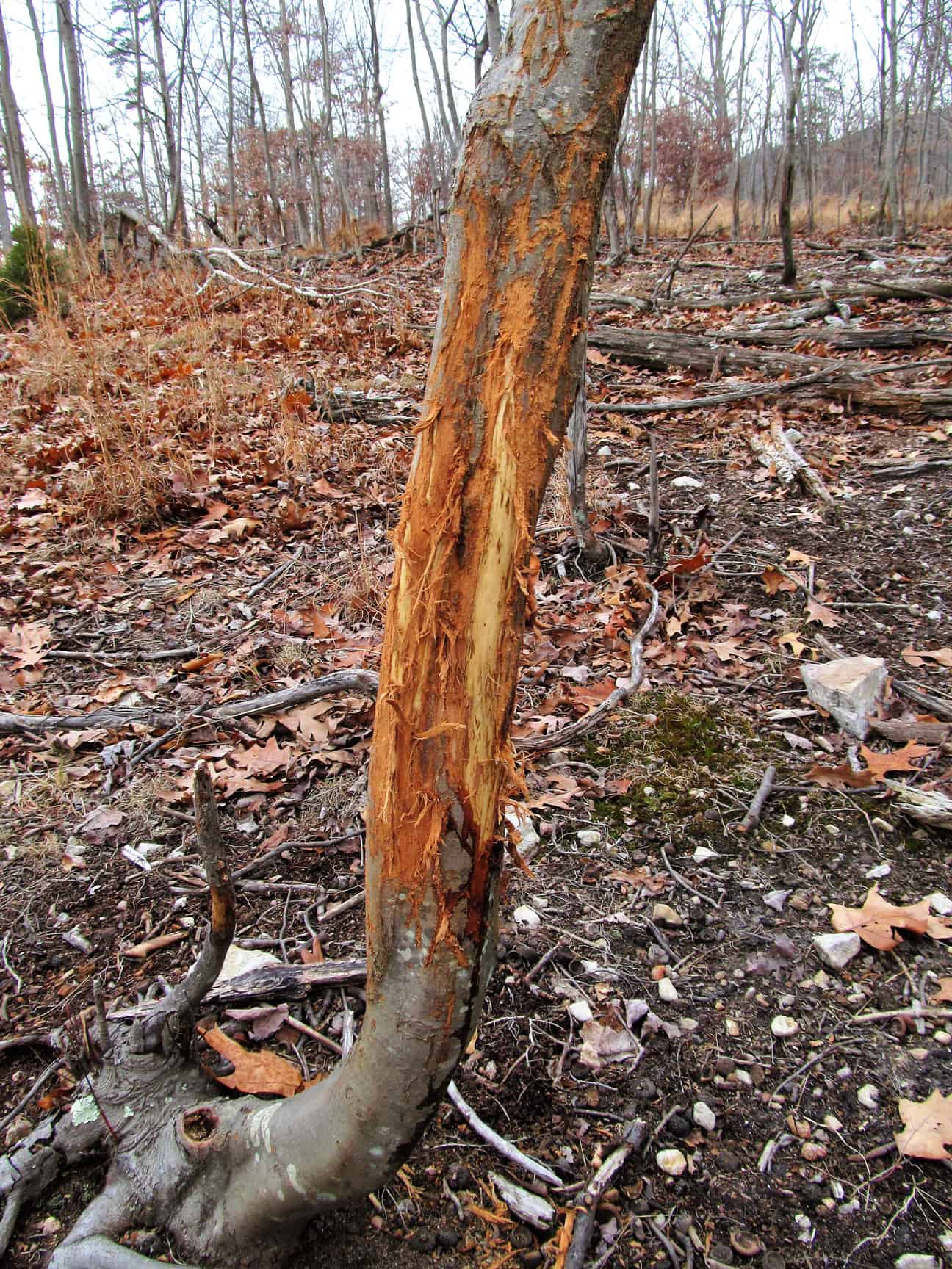 19 Shed Hunting Strategies | Mossy Oak Gamekeeper