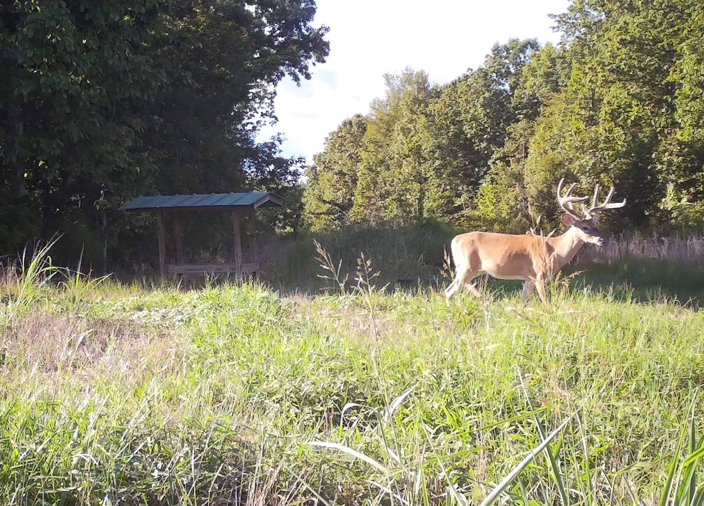 Supplemental Feeding Deer Mossy Oak Gamekeeper