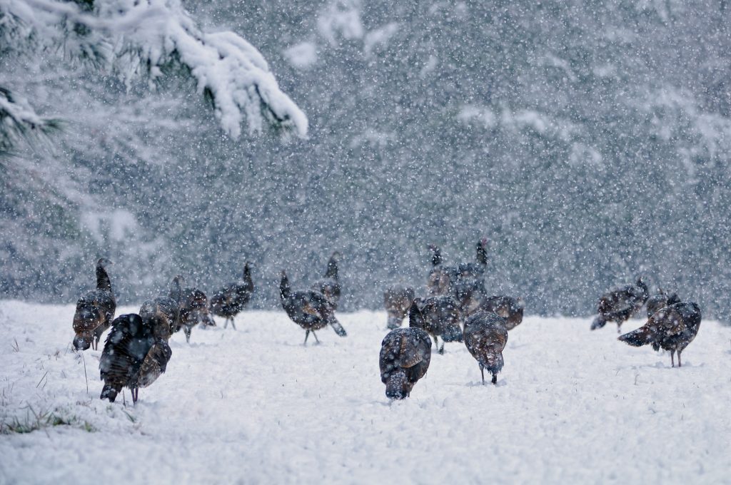 wild-turkeys-in-snow-storm