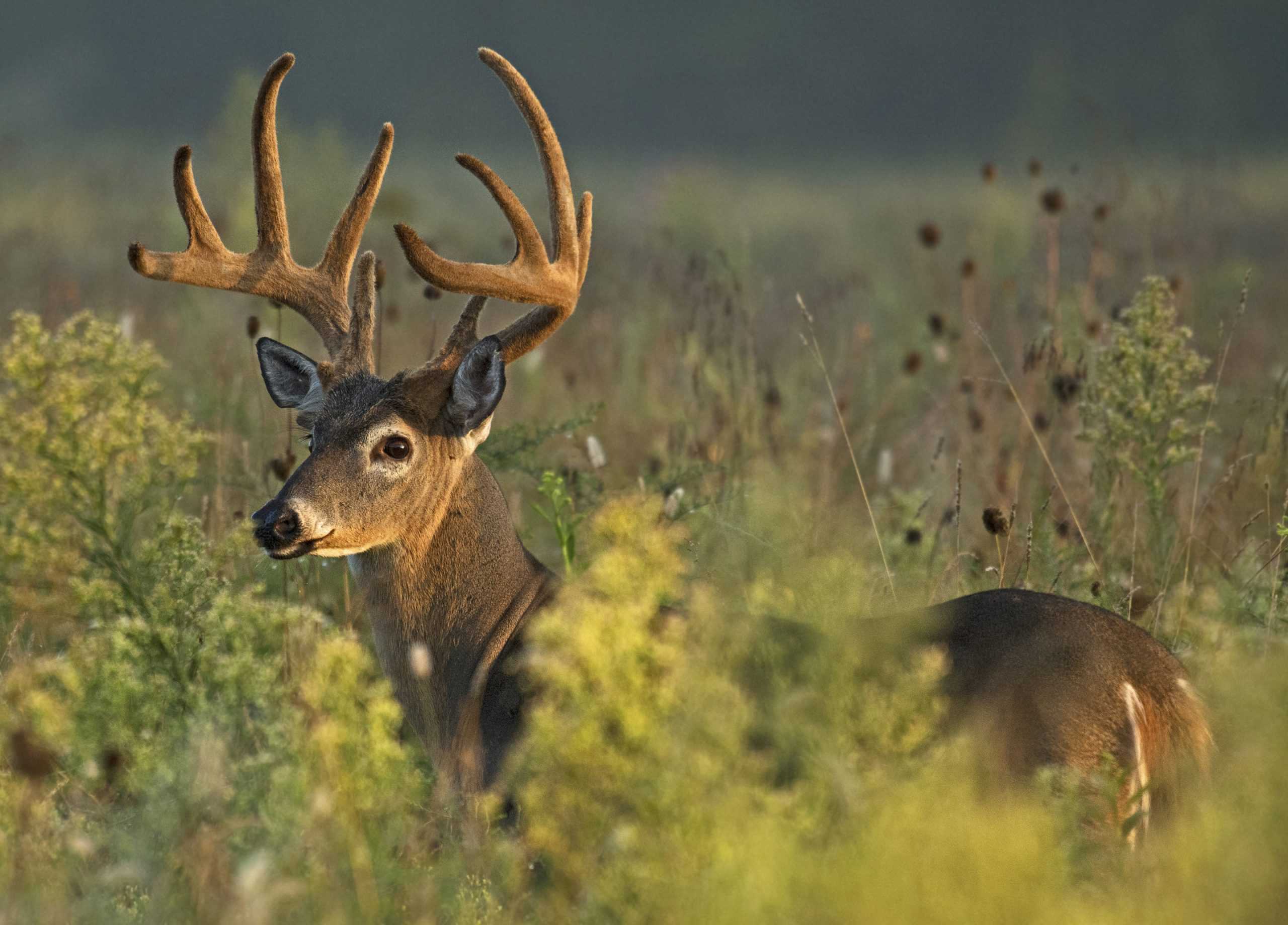 Clearcutting for Wildlife | Mossy Oak Gamekeeper