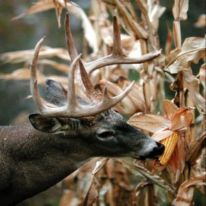 deer-eating-corn