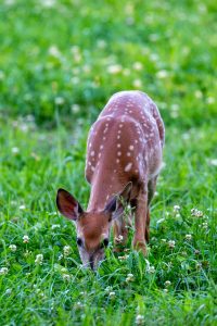 fawn-in-food-plot