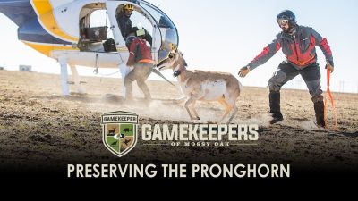 Preserving the Pronghorn