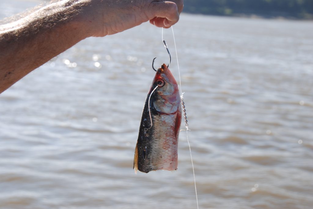 catfish bait
