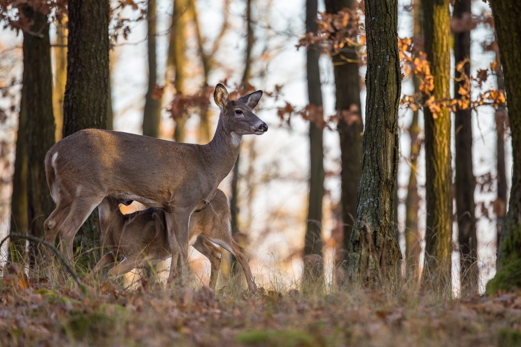 doe-with-yearling
