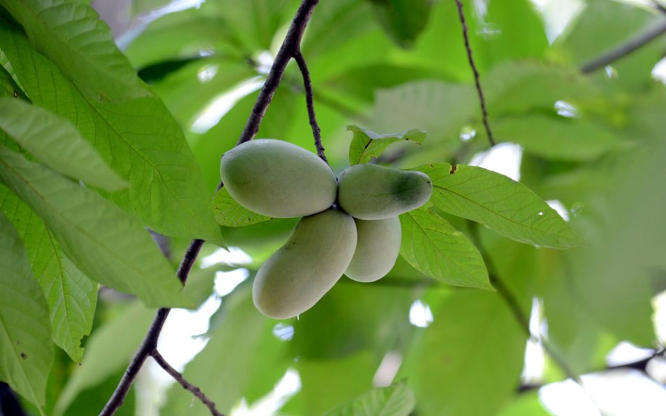 pawpaw-tree-fruit