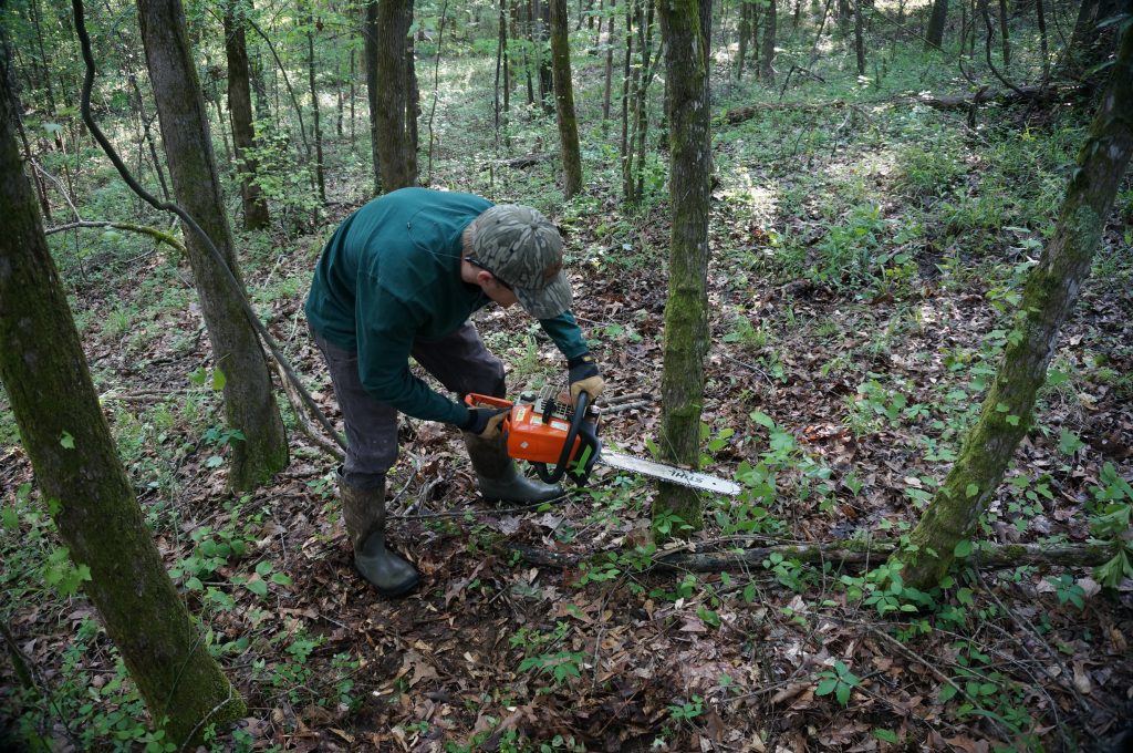 stumping-trees-for-forage