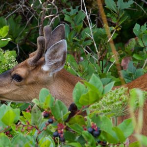 Creating Nutrient-Dense Summer Forage for Deer