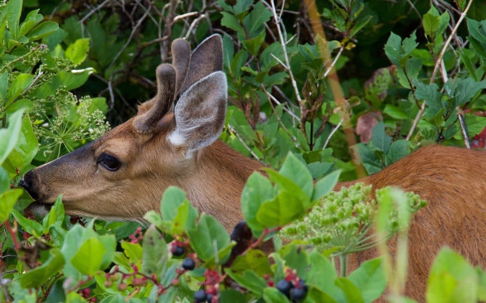 summer-forage-for-deer