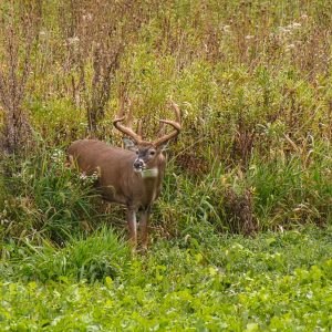 Hunting Whitetails: How Tiny Details Determine Big Buck Success