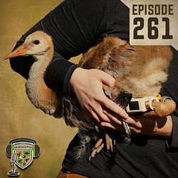 EP:261 | Insights into Sandhill Cranes with Dr. Blake Grisham & Courtenay Conring